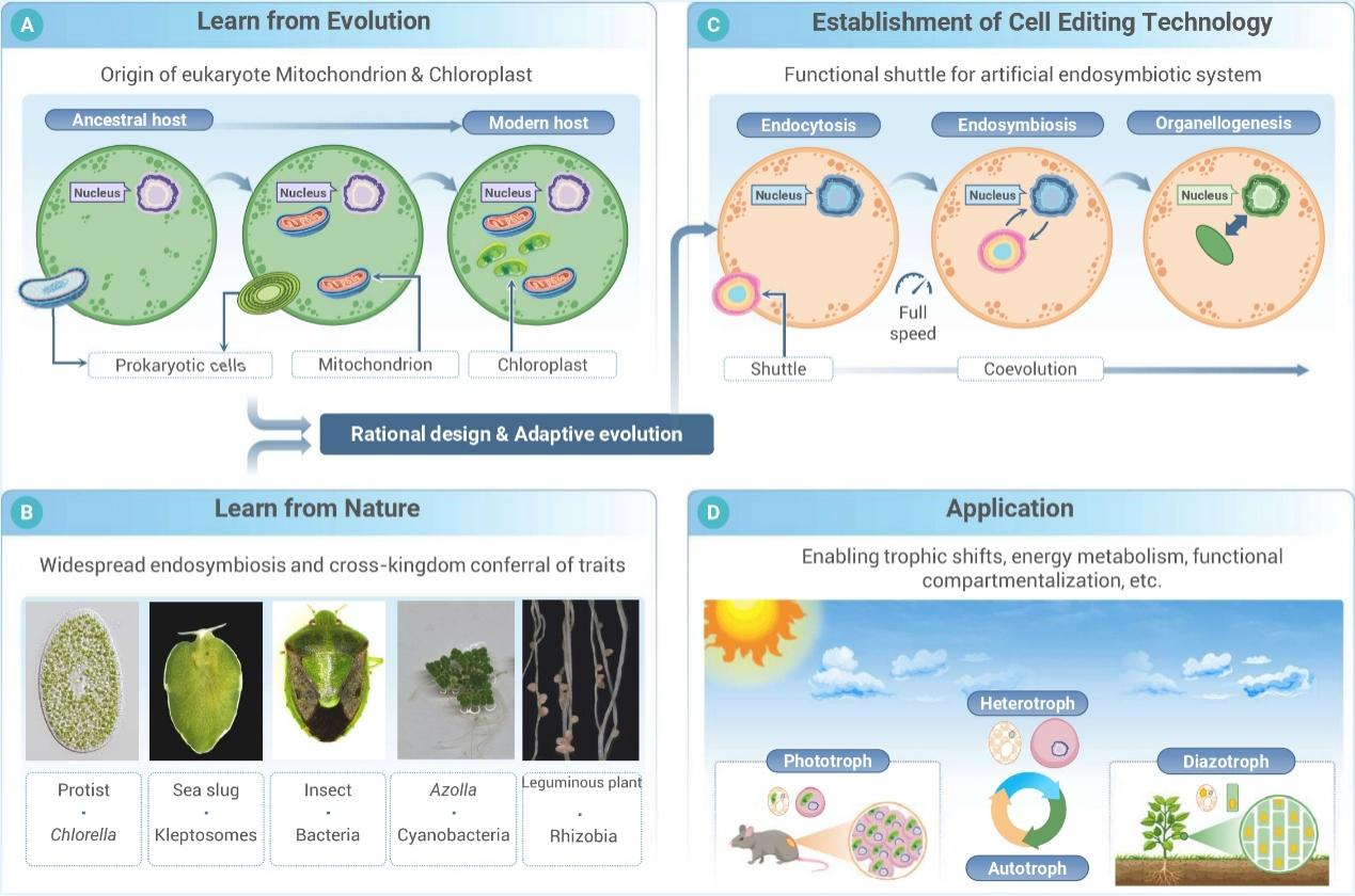 从基因编辑到细胞编辑：球盟会(中国)提出合成生物学新策略